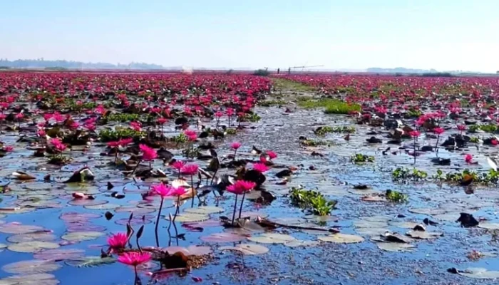পর্যটকদের বিমোহিত করছে শ্রীমঙ্গলের হাইল হাওরের শাপলা