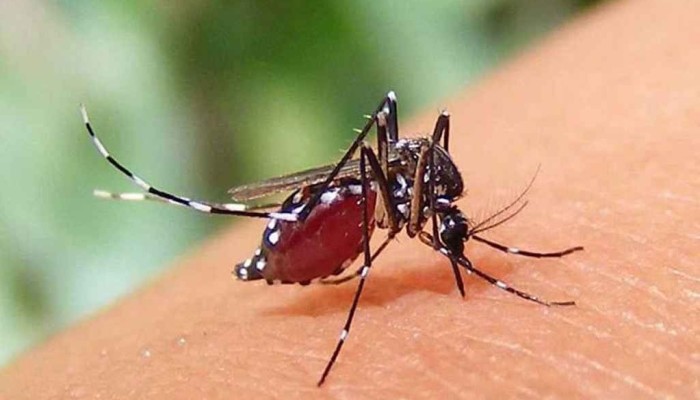 ​ডেঙ্গুতে মৃত্যু ৪০০ ছুঁইছুঁই