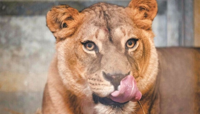 কর্মচারীর গাফিলতিতেই খাঁচা থেকে বেরিয়ে আসে সিংহী : তদন্ত কমিটি