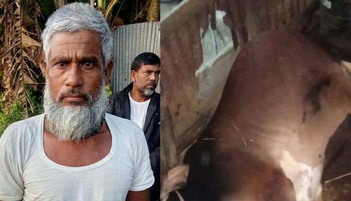 গোয়ালঘরে কৃষকের দুটি গরু জবাই করে রেখে গেল দুর্বৃত্তরা