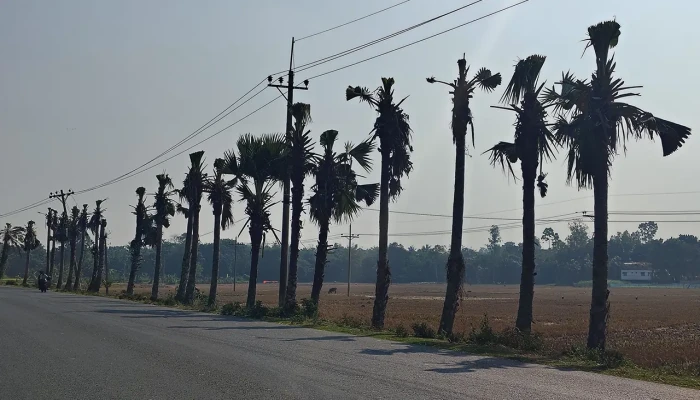 বিদ্যুৎ লাইনের জন্য ৫ শতাধিক তালগাছের মাথা কাটল নেসকো