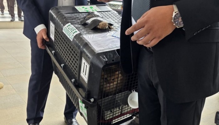 তারেক রহমানের সঙ্গে ঢাকায় এসেছে  সেই জেবু!