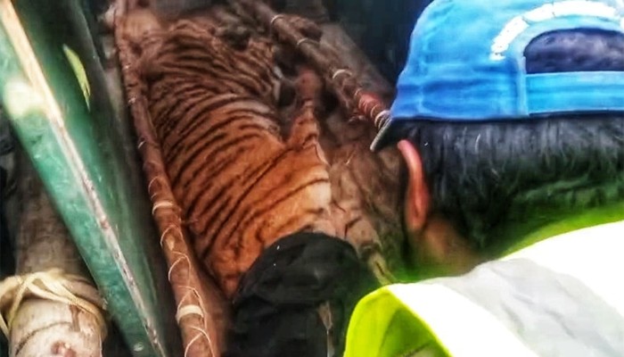 ​ফাঁদে আটকা পড়া সেই বাঘ উদ্ধার