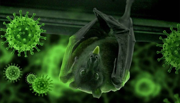 নিপাহ ভাইরাস ছড়িয়েছে ৩৫ জেলায়, হাসপাতালে নির্দেশনা