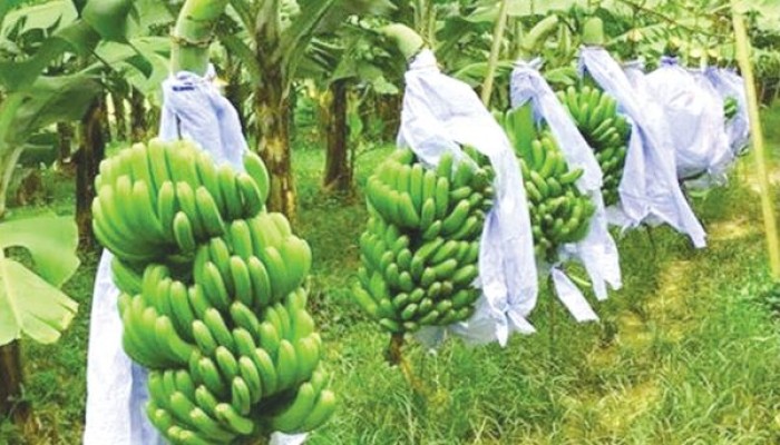 লাভজনক কলা চাষে ঝুঁকছে কৃষক