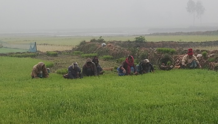 ​কুড়িগ্রামে আবারও মৃদু শৈত্যপ্রবাহ, বিপর্যস্ত জনজীবন