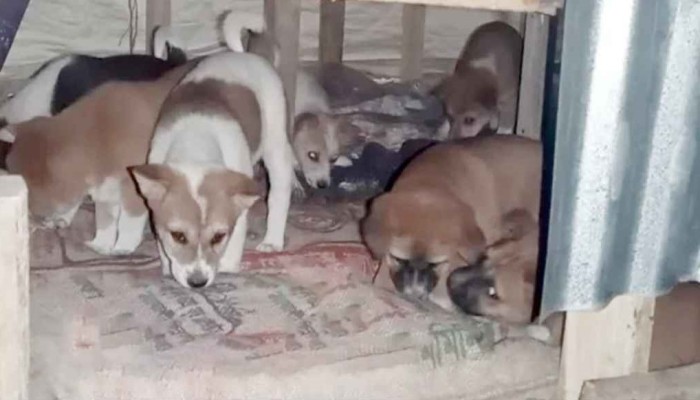 ​শতাধিক কুকুর পেলো নতুন আশ্রয়