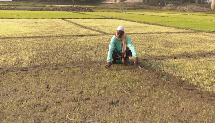 ​শীত-কুয়াশার দাপটে ক্ষতিগ্রস্ত কৃষক
