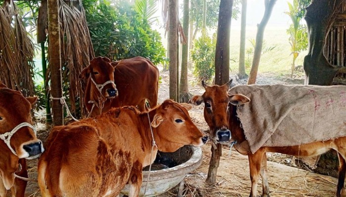 ​চুরি হওয়া গরু ফিরিয়ে দিল চোরচক্র