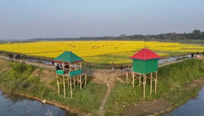 সরিষা ফুলের সৌন্দর্যে মুগ্ধ প্রকৃতিপ্রেমীরা