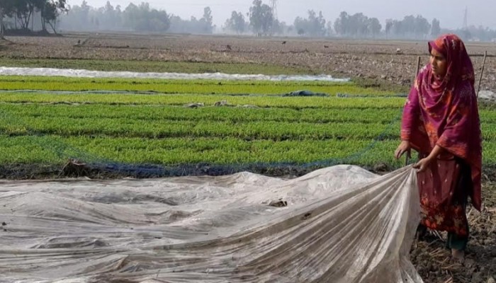 দিনের বেলায় রোদের প্রভাবে পঞ্চগড়ে কমেছে শীতের দাপট