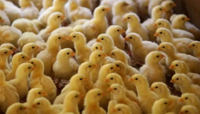 ​ঝুঁকিতে পোল্ট্রি শিল্প: প্যারেন্ট স্টক আমদানি নিষিদ্ধের সিদ্ধান্তে উদ্বেগ