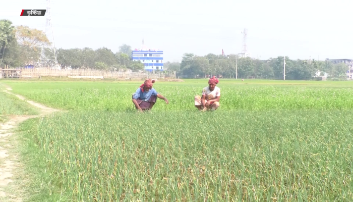 ​সার সংকটে কুষ্টিয়ার পেঁয়াজ চাষিরা, উৎপাদন খরচ বাড়ার শঙ্কা