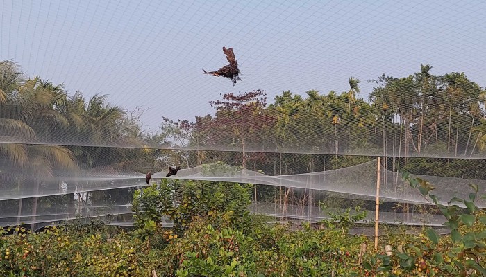 ​বরই বাগান যেন পাখিদের ‘মৃত্যুর ফাঁদ’, হুমকিতে বুলবুলি-দোয়েল-শালিক