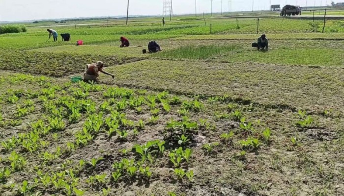 ​ব্যাংক ঋণ পায় না হাওরের ভূমিহীন চাষিরা