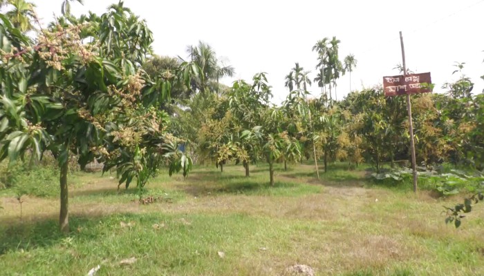 ​আগাম মুকুলে ছেয়ে গেছে আমবাগান, কুয়াশা নিয়ে দুশ্চিন্তায় চাষিরা