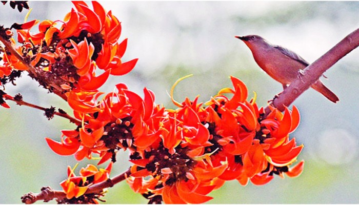 ​আজ পয়লা ফাল্গুন, বসন্ত এসে গেছে...