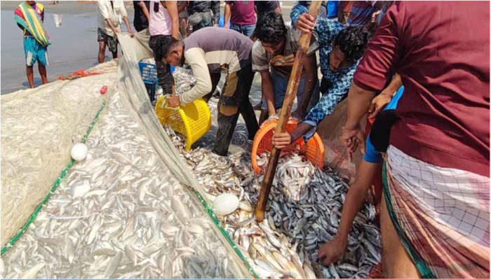 একসঙ্গে ধরা পড়ল ছুরি-ইলিশসহ ১৩০ মণ মাছ!