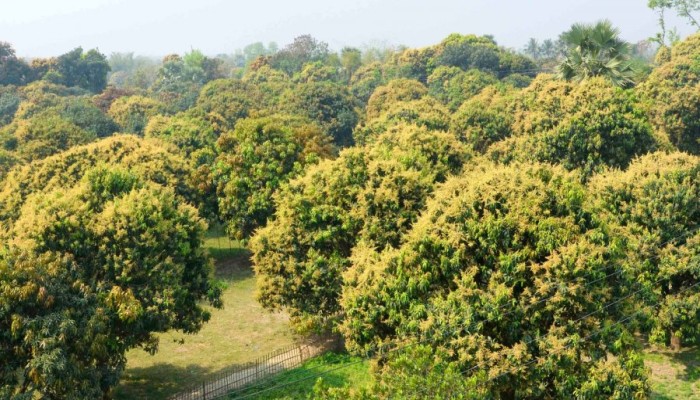 ​সোনারঙে ছেয়ে গেছে রাজশাহী অঞ্চলের আমের বাগান