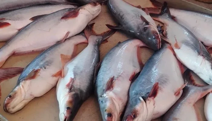 রোজা আগেই মাছের বাজারে আগুন