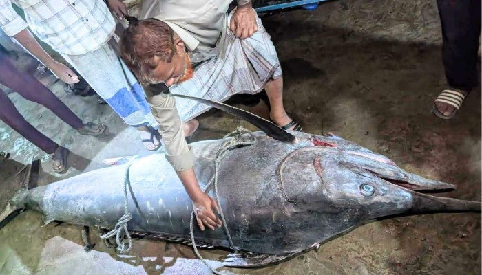 ​সেন্টমার্টিনে জালে ধরা পড়লো ২০০ কেজির সেইলফিশ মাছ