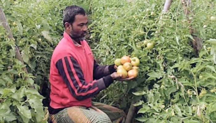 ​বিষমুক্ত আগাম টমেটো চাষে হারুনের ভাগ্যবদল, মৌসুমে আয় ছয় লাখ