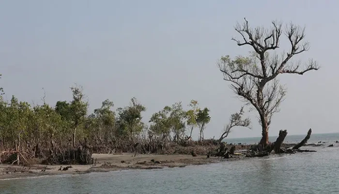 ​বনদস্যু আতঙ্কে সুন্দরবনে যাচ্ছেন না জেলেরা, উপার্জন বন্ধে দিশাহারা