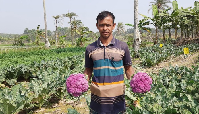 পাঁচ রঙের ফুলকপি চাষে সফল আলমগীর