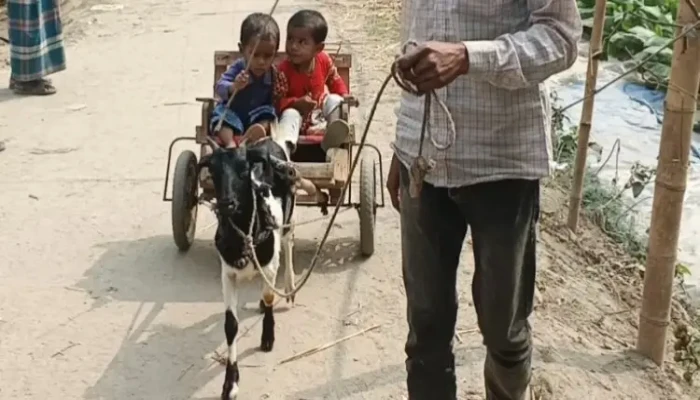 ‘ছাগলের গাড়ি’