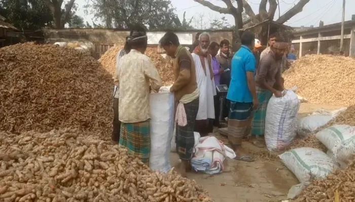 বাম্পার ফলনেও হাসি নেই হলুদ চাষিদের মুখে