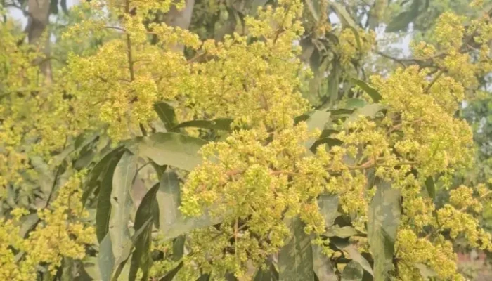 ডালে ডালে মুকুলের সমারোহ