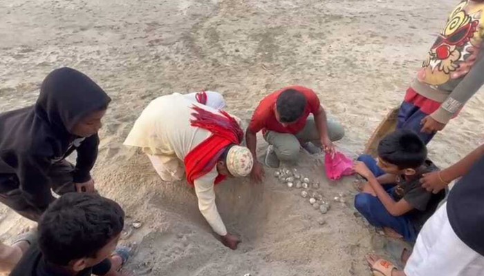 অল্পের জন্য রক্ষা পেল কচ্ছপের ১২০ ডিম