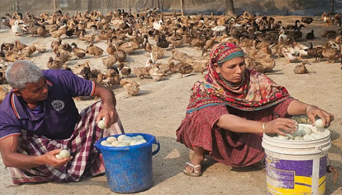 গৃহবধূ থেকে উদ্যোক্তা, হাঁস পালন করে স্বাবলম্বী বুলবুলি