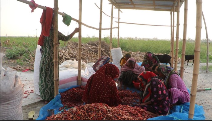 নারীরাই হলো চরাঞ্চলের কৃষির চালিকাশক্তি