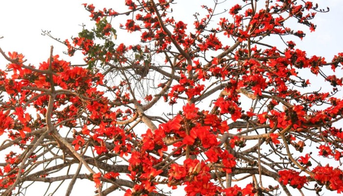 বিলুপ্তির পথে শিমুল গাছ, সংরক্ষণের দাবি স্থানীয়দের