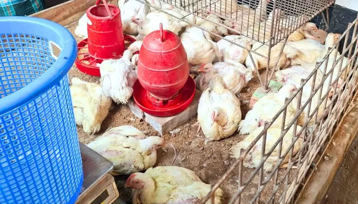 ব্রয়লারে আগুন: কেজি ২৩০