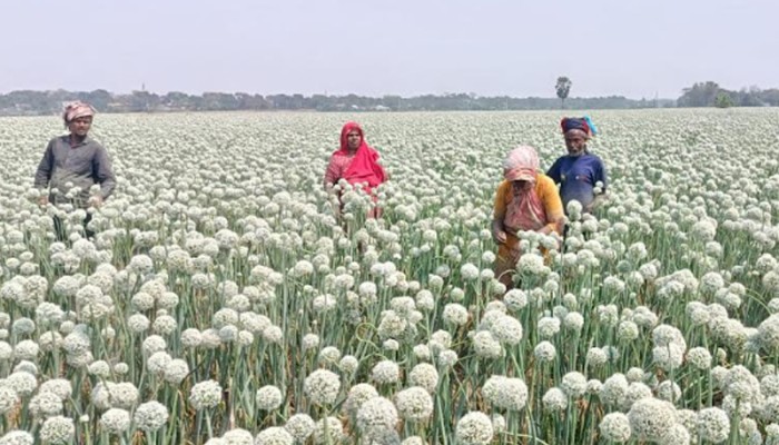 হুমকিতে ৪শ’কোটি টাকার  বীজ