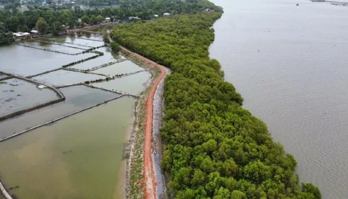 দুর্যোগ মোকাবিলায় উপকূলীয় এলাকায় ম্যানগ্রোভ নার্সারি