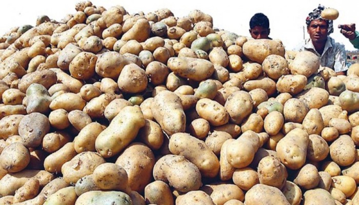 বাংলাদেশি আলুর জন্য ভিয়েতনামের বাজার উন্মুক্ত