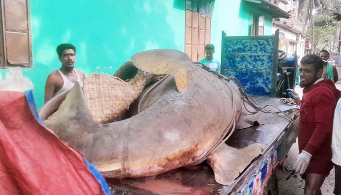 ​২৫ মণ ওজনের ‘করাতি হাঙর’ আড়াই লাখে বিক্রি