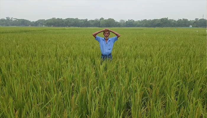 ​ইঁদুর কাটছে কৃষকের স্বপ্ন !