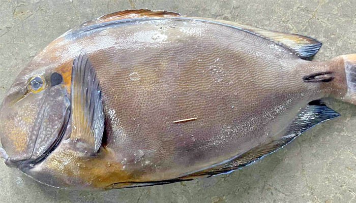 বঙ্গোপসাগরে ধরা পড়ল বিরল প্রজাতির ব্রাউন সার্জনফিশ