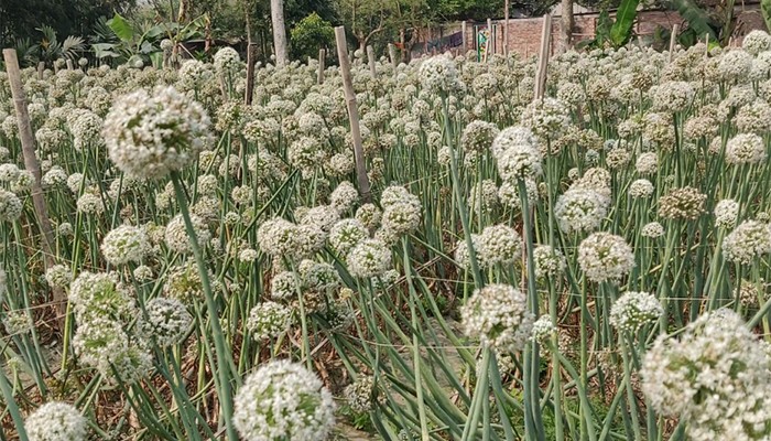 ​হিলিতে তাহেরপুরী পেঁয়াজ বীজ চাষে লাভের স্বপ্ন বুনছেন কৃষকরা