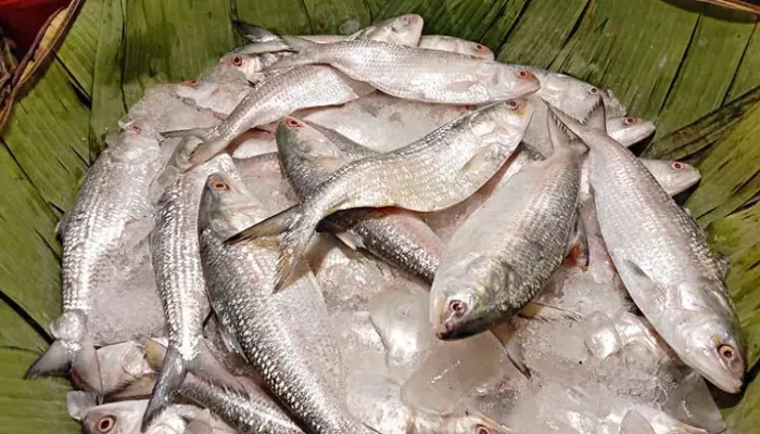 ইলিশের গায়ে বৈশাখের ছোঁয়া