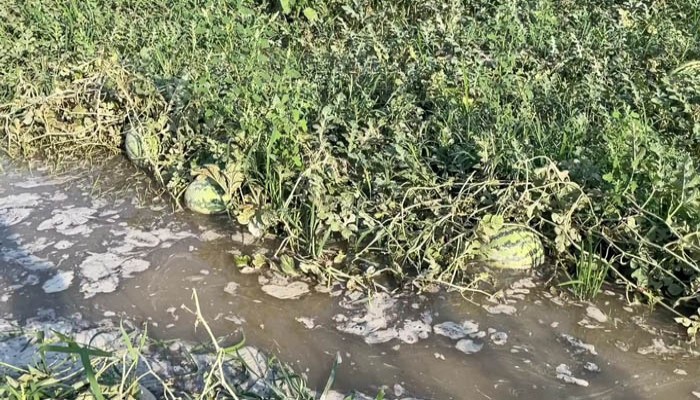 ভারী বর্ষণে তরমুজ ক্ষেতে পানি, দিশেহারা কৃষক