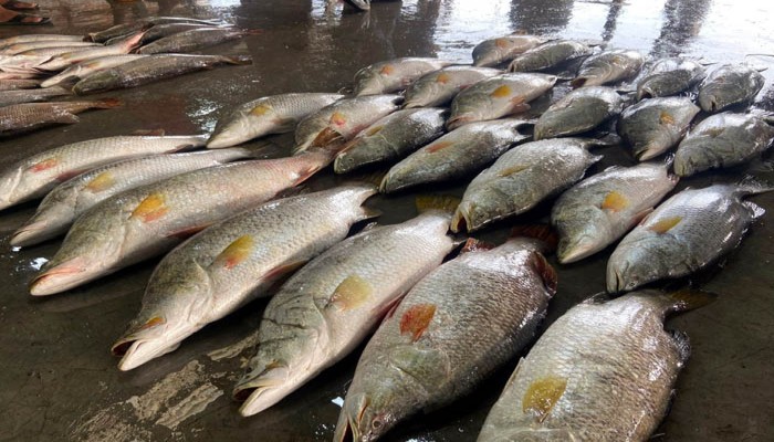 এক জালে ৪০ কোরাল