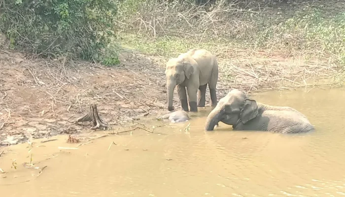 ডোবায় শাবকের মরদেহ, পাশেই তিনদিন দাঁড়িয়েছিল কাতর হাতি দম্পতি