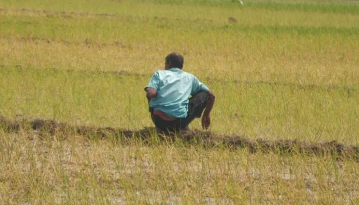 ডিজেল সংকটে বোরো ধান চাষে বিপাকে কুষ্টিয়ার চাষিরা