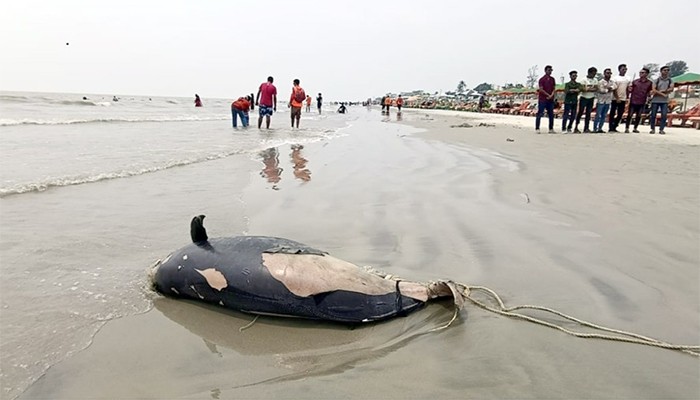 ​কুয়াকাটা সৈকতে ভেসে এলো মৃত ডলফিন