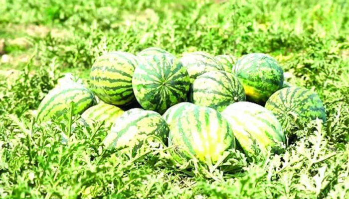 খুলনাঞ্চলে তরমুজের বাম্পার ফলন